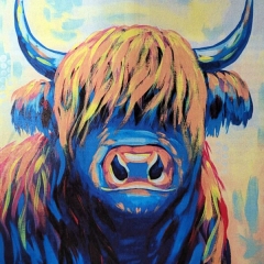 Highland Cow