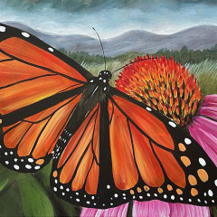 Black-Mountain-Monarch-Reference-Image