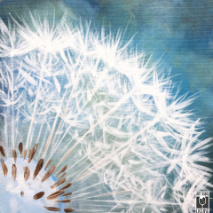 Make-a-Wish-Single-Image