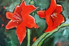 Amaryllis
