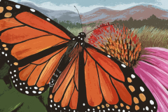 Black Mountain Monarch