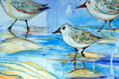 Sandpipers