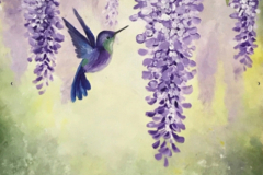 Sweet Wisteria